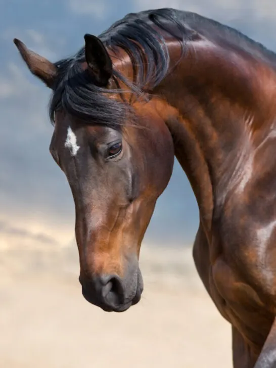 beautiful bay horse