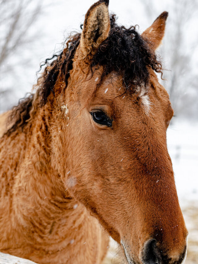 Curly Horse Facts