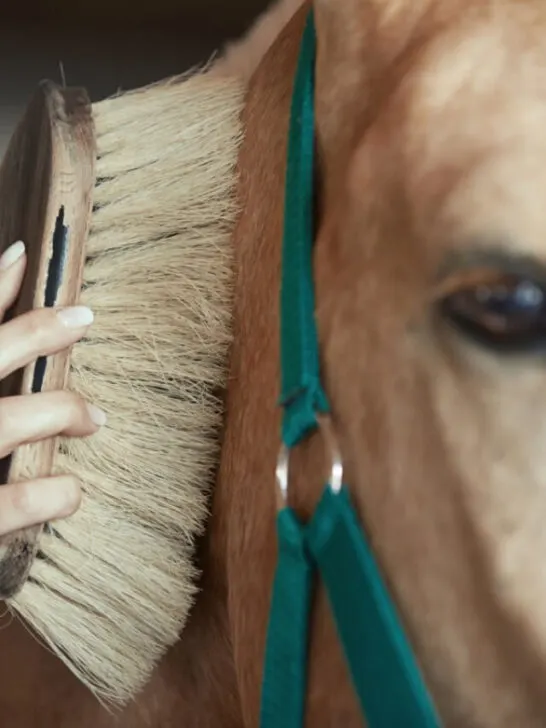 beautiful horse groomed carefully by its owner