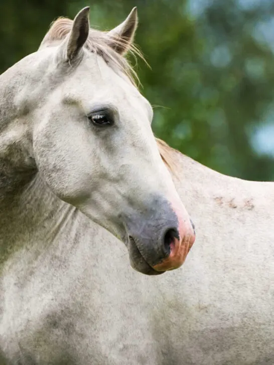 beautiful lipizzaner horse closeup