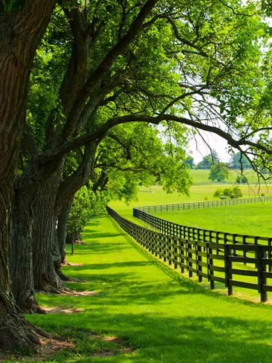 beautiful lush horse farm