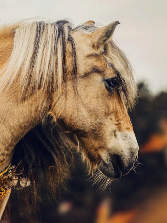 beautiful norwegian fjord horse