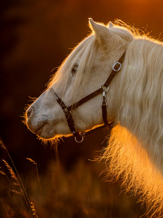 Horses, Ponies and Minis – Differences in Height