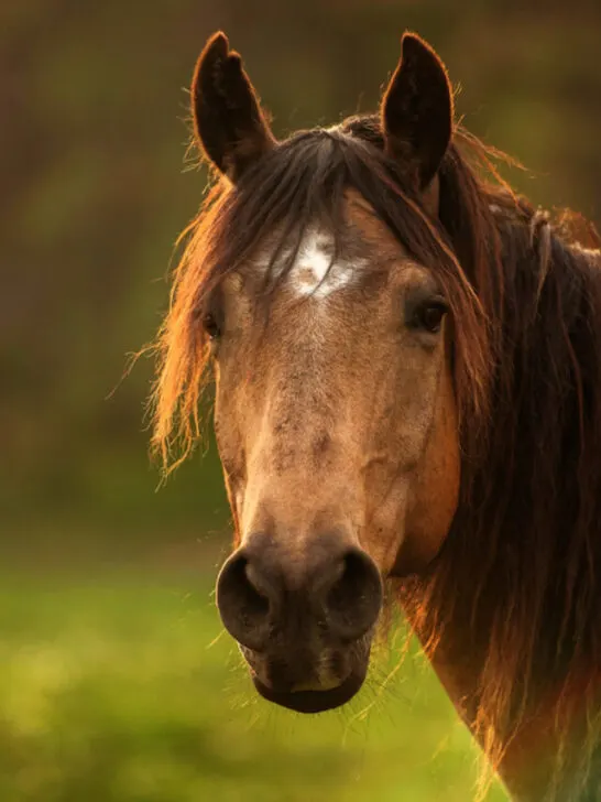 beautiful quarter horse photo
