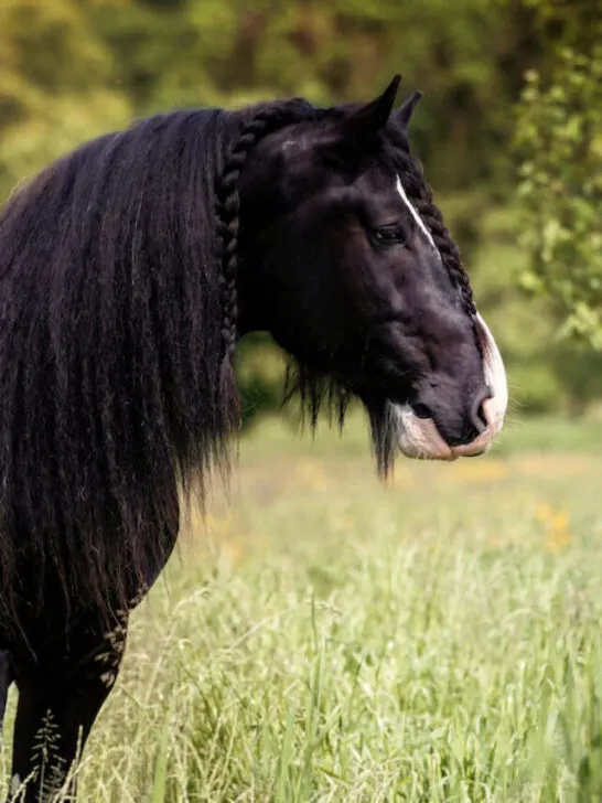 beautiful shire horse with braided hair