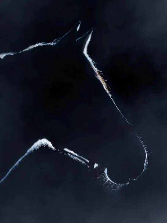 beautiful silhouette of a horse