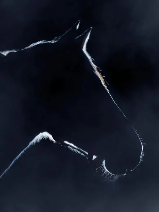 beautiful silhouette of a horse
