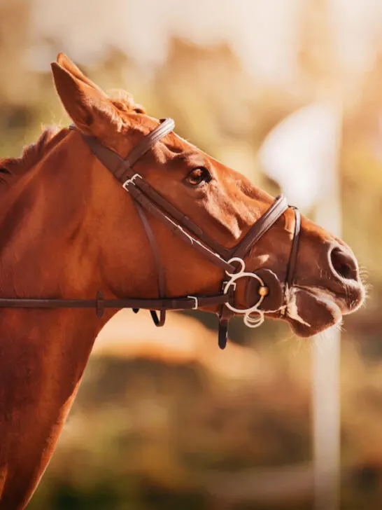 beautiful sorrel horse being ridden