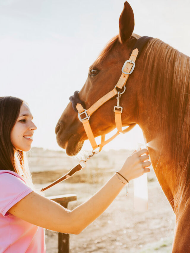 25 Ways to Pamper Your Horse