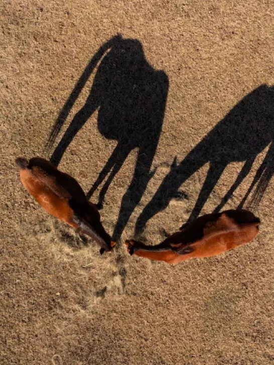 birdseye view of two horses eating dirt