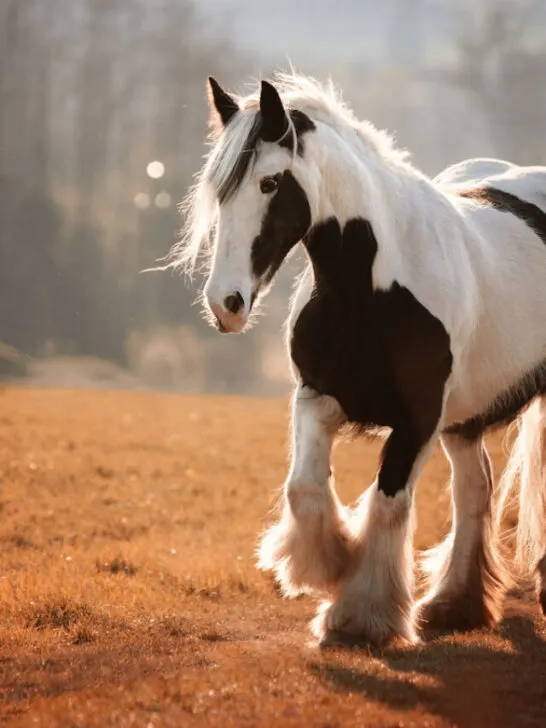 black and white tinker horse also known as gypsy vanner horse running in the forest - ss230523