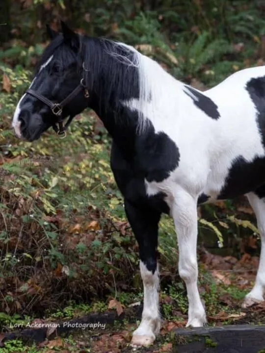 cropped-black-and-white-tobiano_a-huntley.jpg