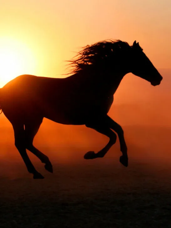 black stallion silhouette during sunset