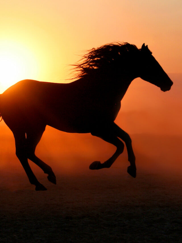 6 Fastest Horse Breeds You Should Know About