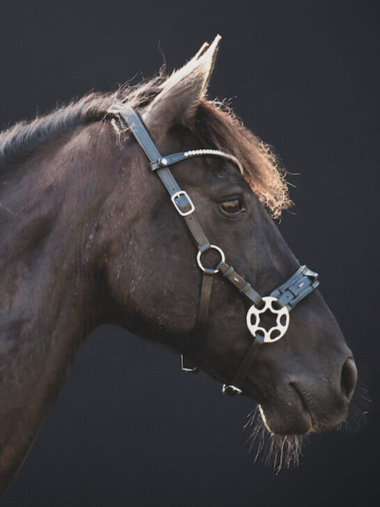 black warlander horse