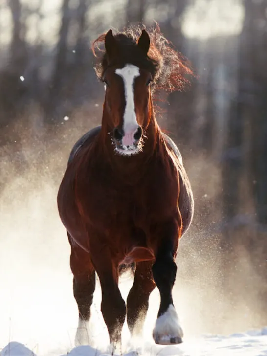 brown draft horse running