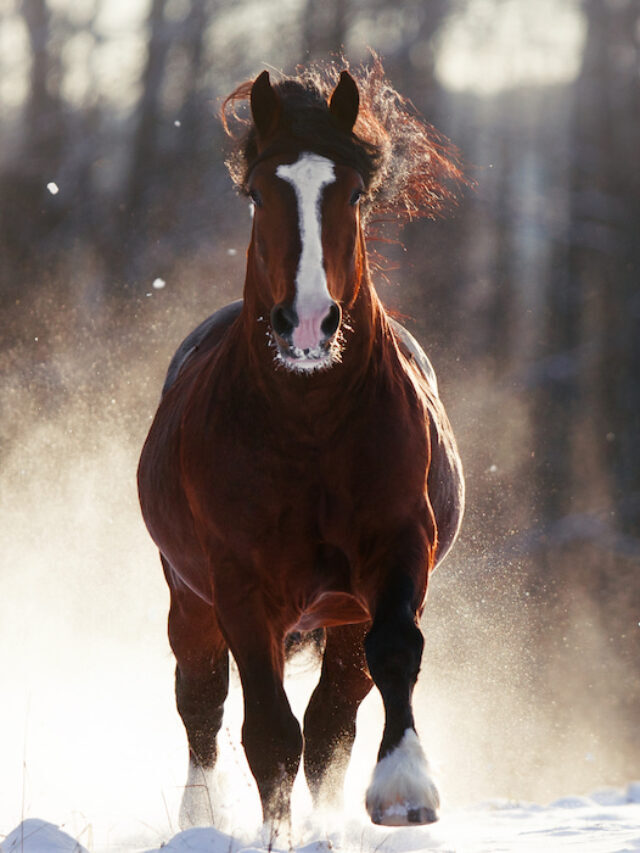 Types of Draft Horses