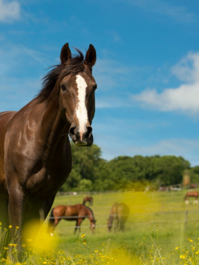 Selle Francais Horse Breed Profile