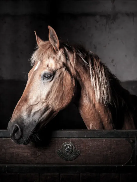 brown horse in stable - ss240315