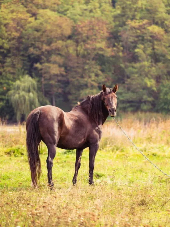 brown horse on nature - ee230518