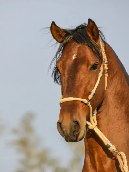 brown horse outdoors with halter