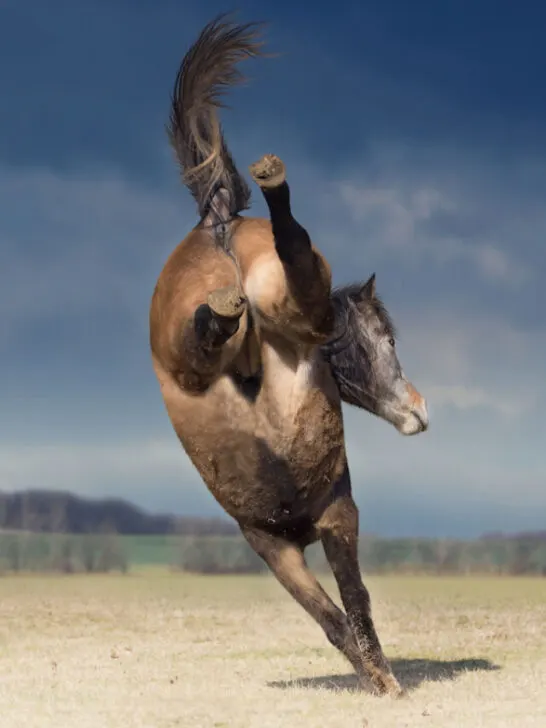 bucking horse on nature background - ss240212