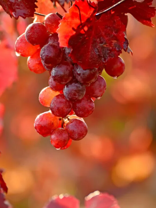 bunch of fresh red grapes