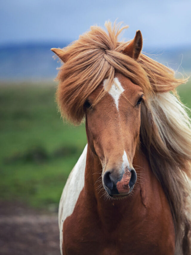 9 Best Horse Clippers for Your Barn