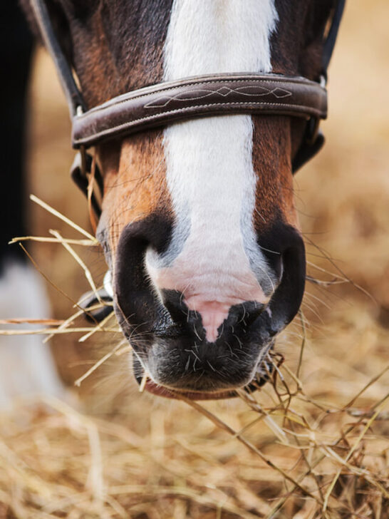 close up of horse eating hay