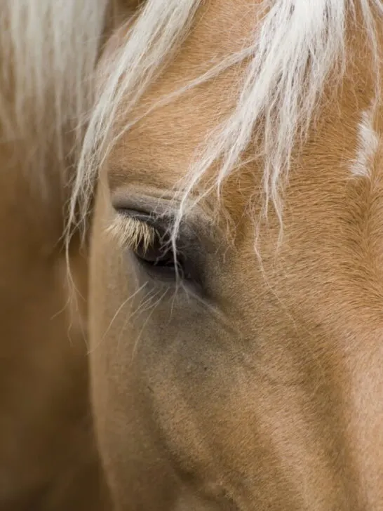 close up shot of a Palomino horse's eye