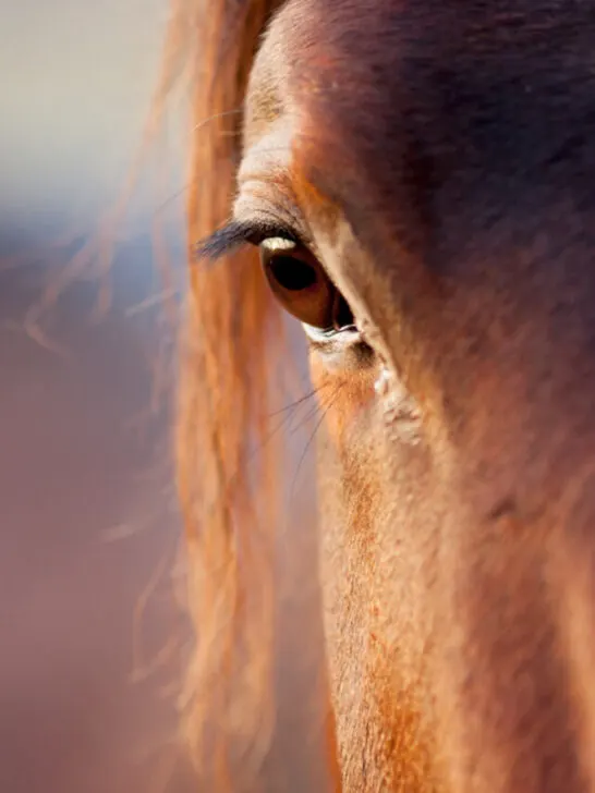 closeup of a beautiful horse eye