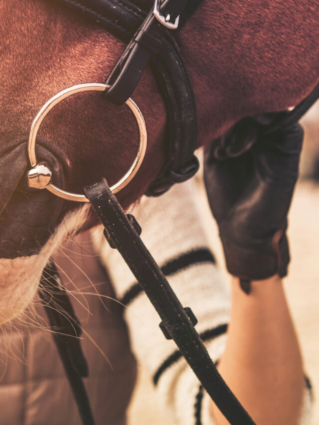 How to Help Horses Who Have Bit Fear or Are Hard to Bridle