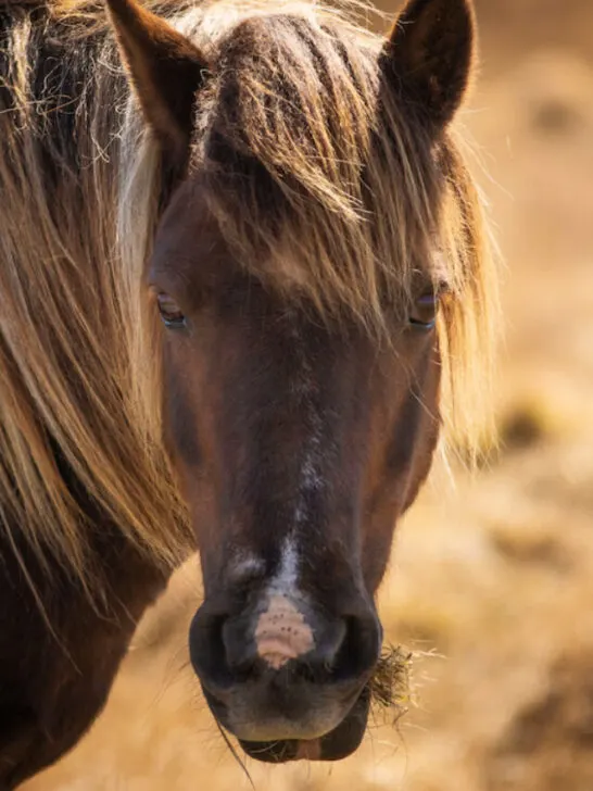 closeup of a dartmoor pony