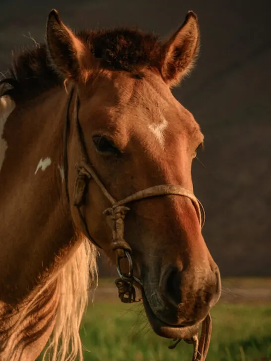 closeup of a mongolian horse