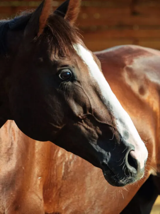 closeup of a thoroughbred