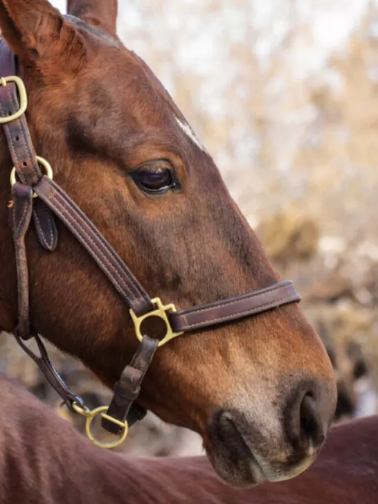 closeup of an american saddlebred horse