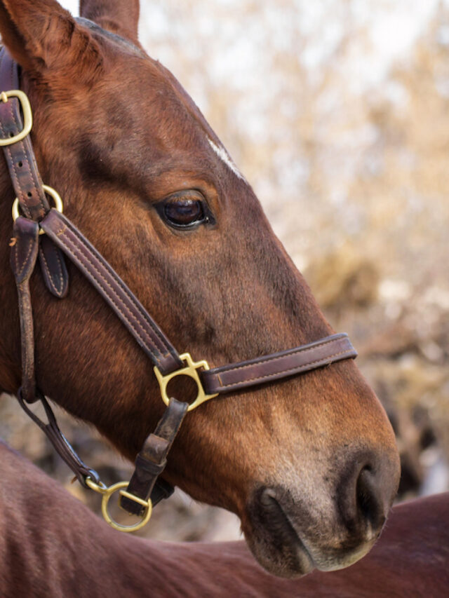 13 American Horse Breeds You Should Know About
