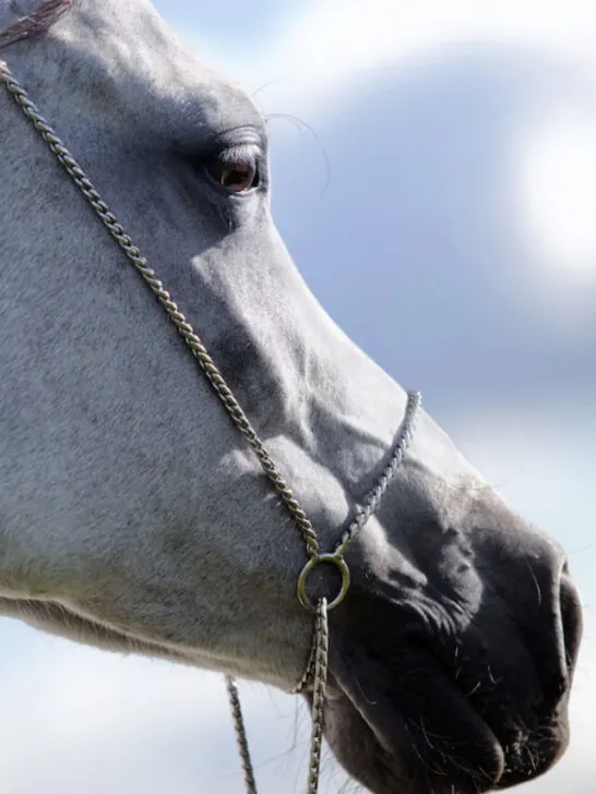 closeup of an arabian horse