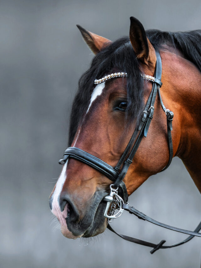 Andalusian Horse – Origins, Impact, and Crosses (w Pictures)