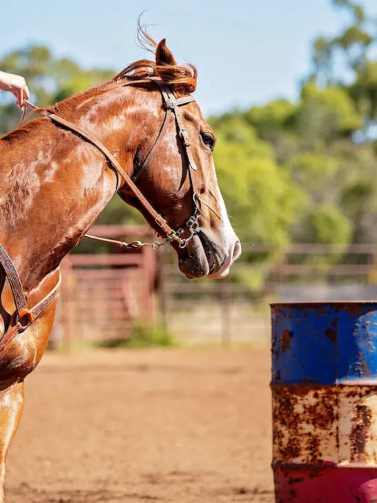 competitor on horseback making a figure eight turn in a barrel race at outback country rodeo - ss230506