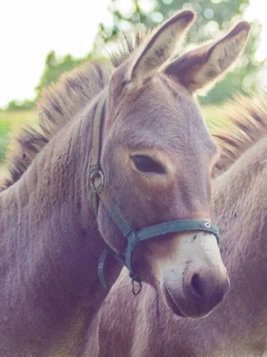 cropped-couple-of-donkey.jpg