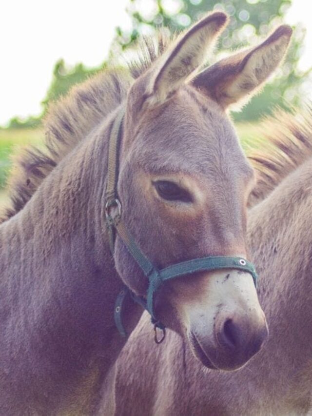 295+ Awesome Donkey & Burro Names