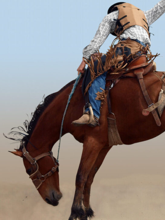 cowboy riding a bucking horse