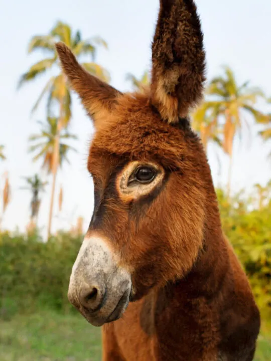 cropped-donkey-.jpg