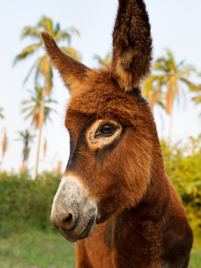 17 Healthy Fruit & Vegetable Treats for Donkeys