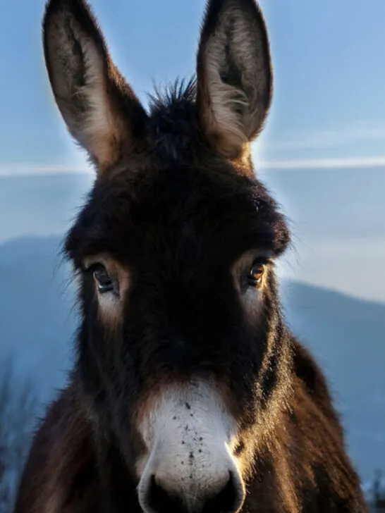 donkey closeup in the mountains