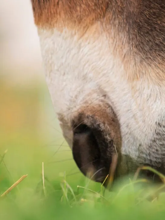 donkey eating grass