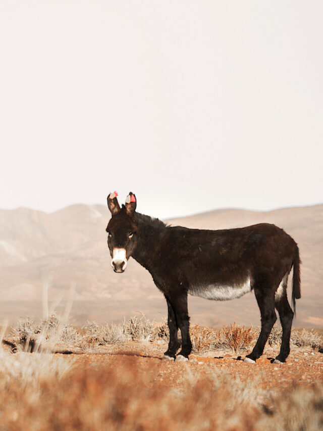 How Long Do Donkeys Live