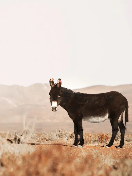 donkey in the desert