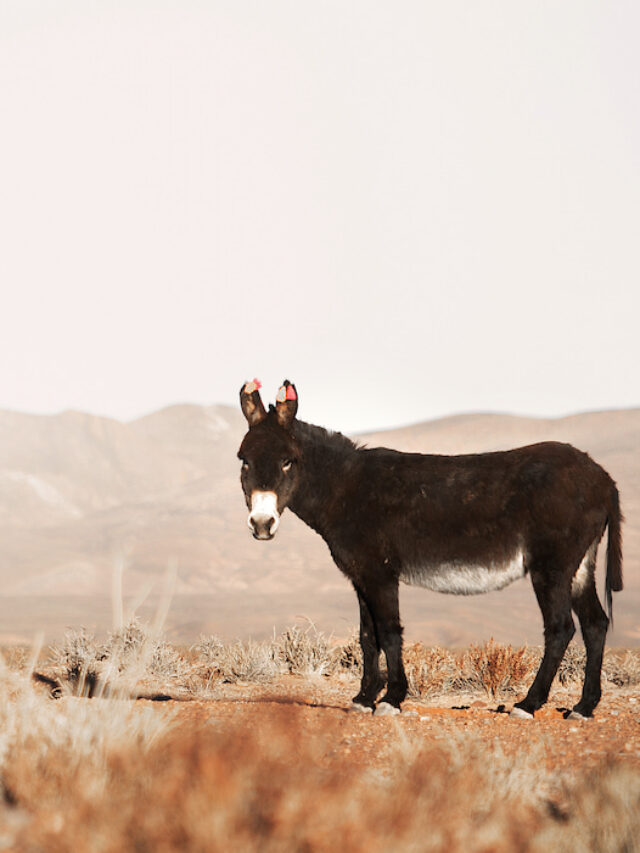 Do Donkeys Keep Coyotes Away? Helpful Horse Hints
